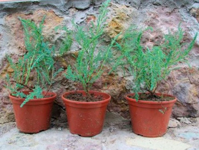 Reproduction of tamarix in the garden