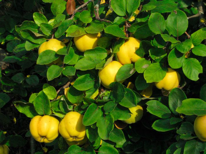Quince care in autumn