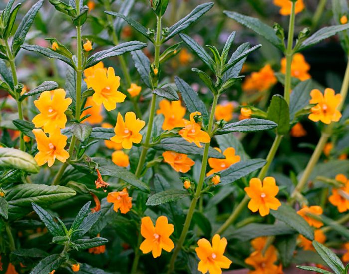 Mimulus naranja