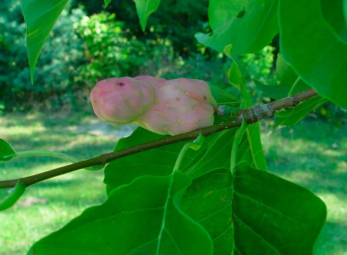 Magnolia mutatott