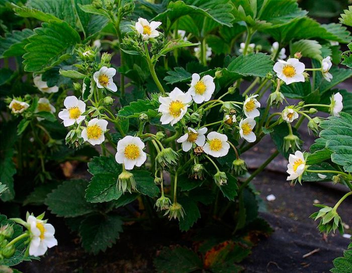 Erdbeeren während der Blüte