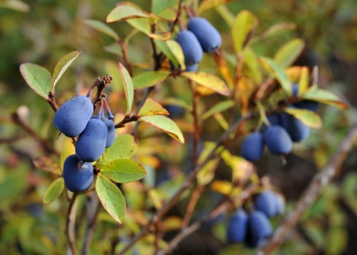 Blueberries in autumn