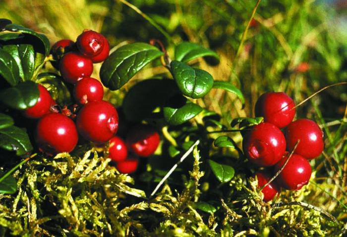 Diseases of the cranberry with a description