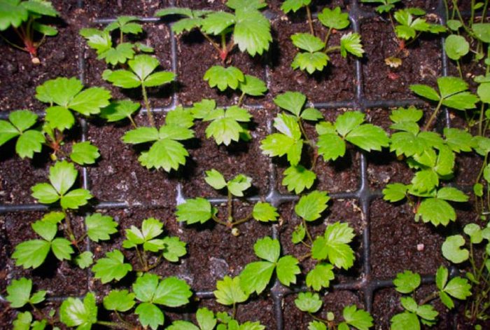 Propagation de graines de fraises