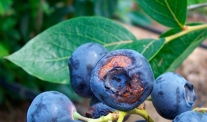Blueberry pests and diseases
