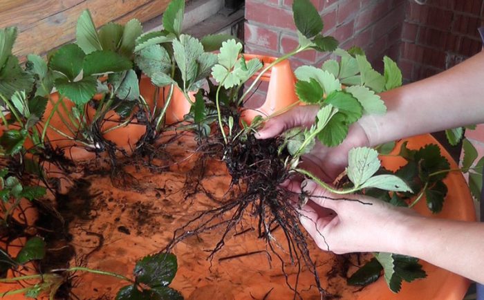 Propagación de fresas dividiendo el arbusto.