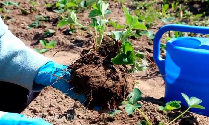 Quand transplanter des fraises