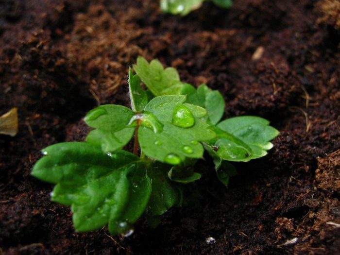 Samenvermehrung von kleinfruchtigen Erdbeeren