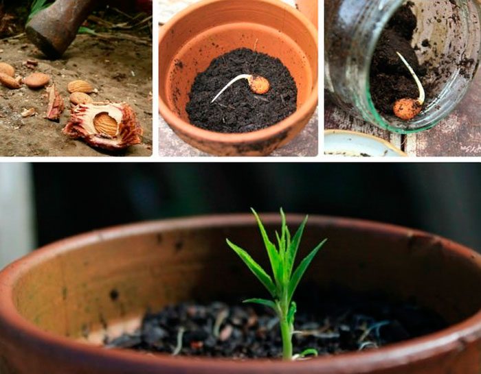 How to grow from a seed