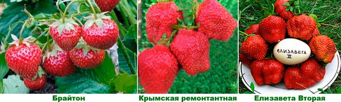 Återstående jordgubbsvarianter eller neutrala dagsorter