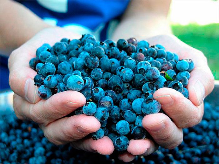 Blueberry properties