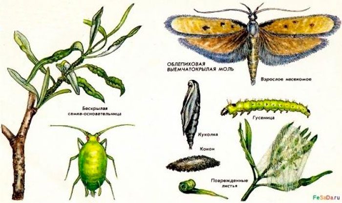 Sea buckthorn moth