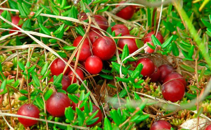 Marsh cranberry (Oxycoccus palustris)