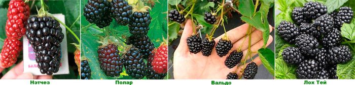 blackberry varieties