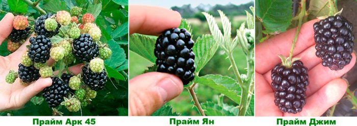 Repaired blackberry varieties