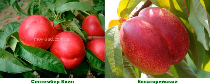 Late-ripening varieties
