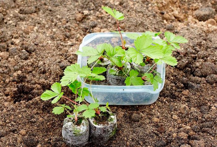 Planter des fraises