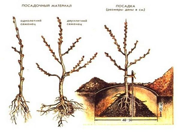 Plantând cătină în pământ deschis