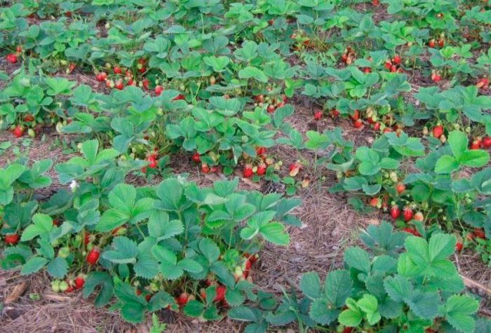 Boden für Erdbeeren