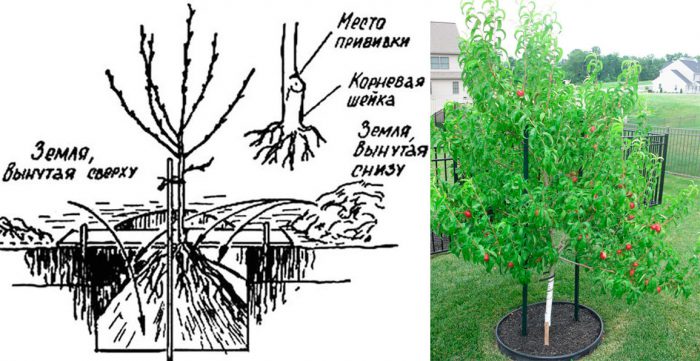 How to plant nectarine in spring