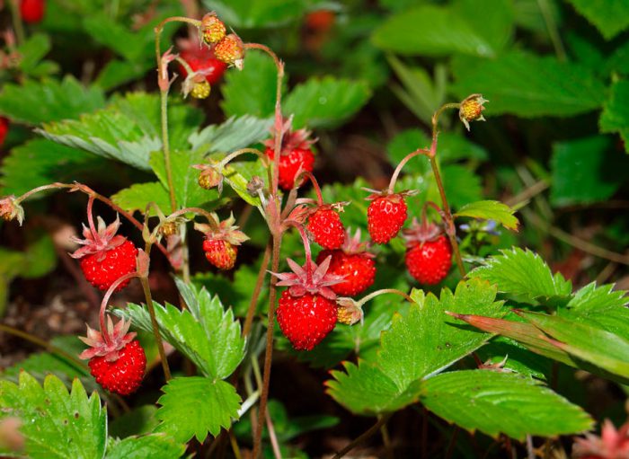 Soins aux fraises