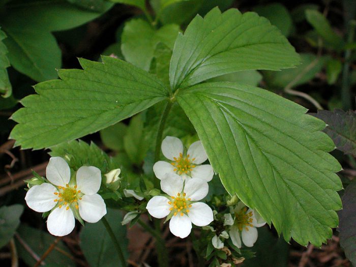 Morangos durante a floração