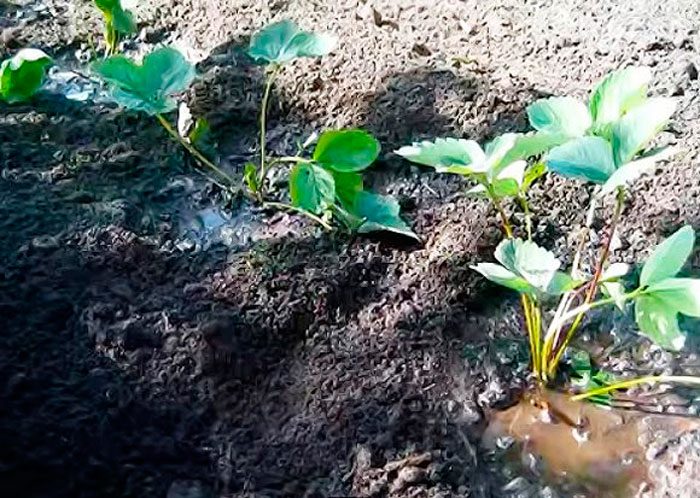 Plantar fresas en otoño