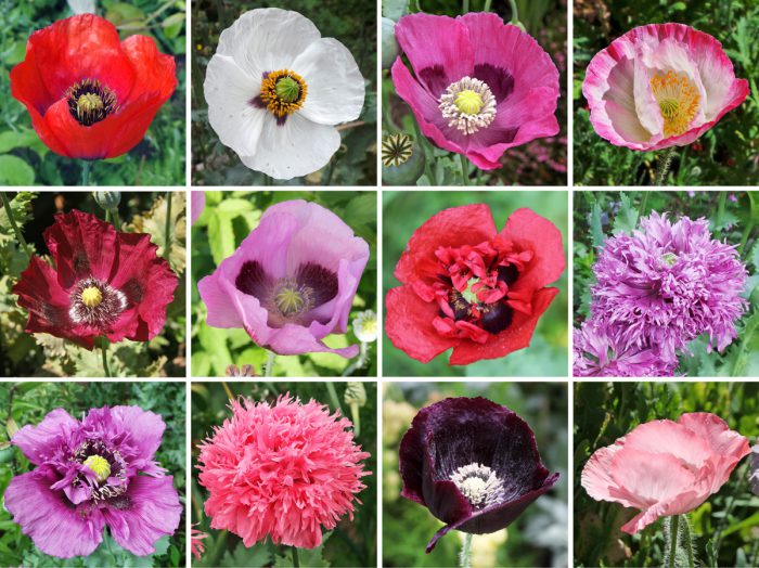 Types and varieties of poppy