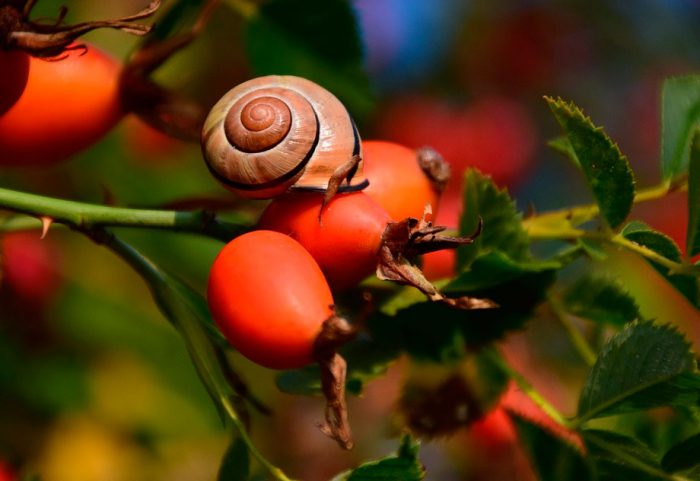 Rosehip pests and diseases