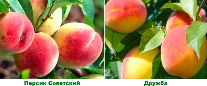 Medium peach varieties