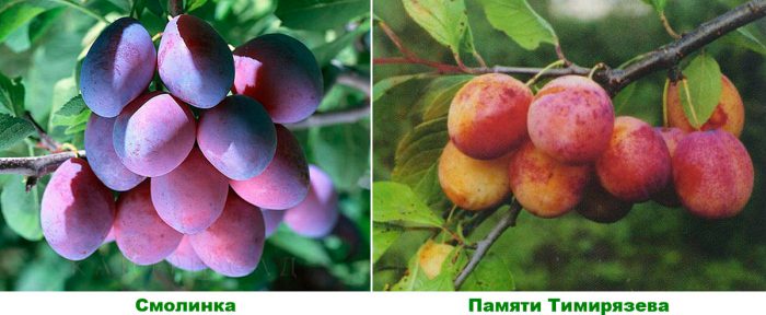 Plum varieties for the Moscow region