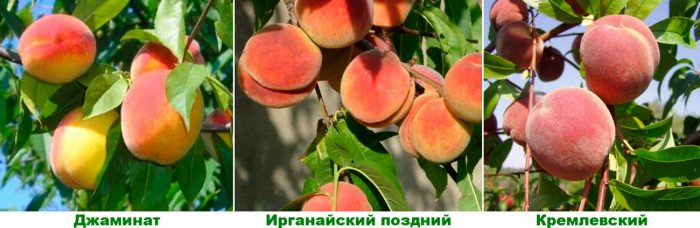 Late peach varieties