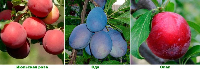 Early varieties of plum