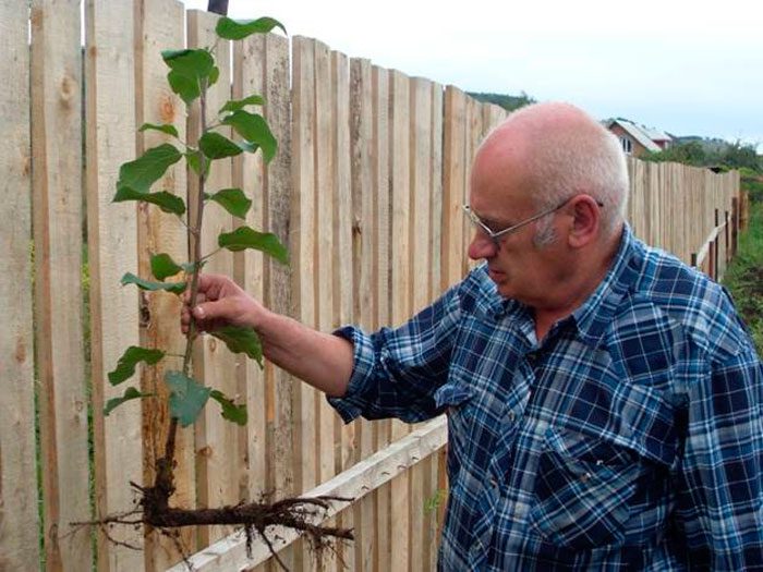 Propagation of an apple tree by cuttings