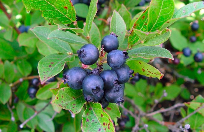 Angustifolia blueberry