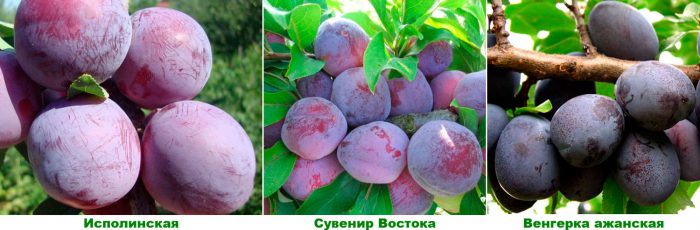 Medium plum varieties