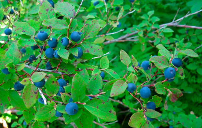 Oval-leaved blueberry