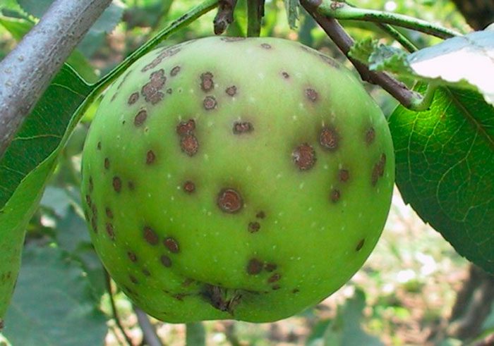 Diseases of apple trees