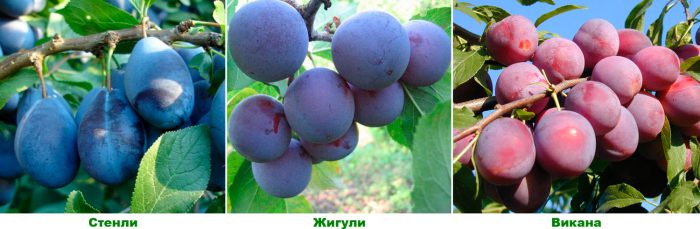 Late plum varieties