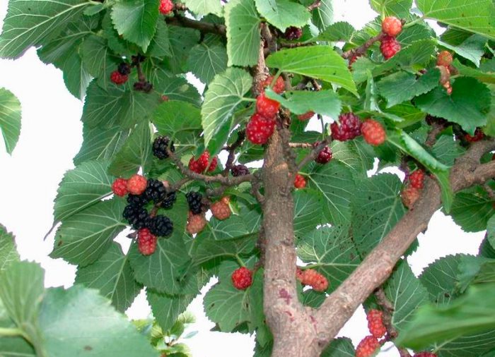 Red mulberry (Morus rubra)