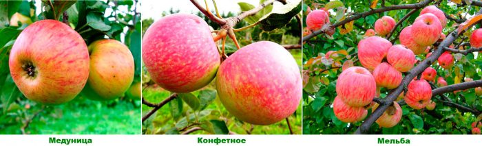 Äppelträdvarianter för Moskva-regionen