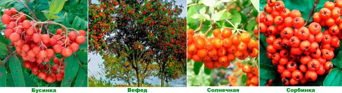 The best varieties of red mountain ash