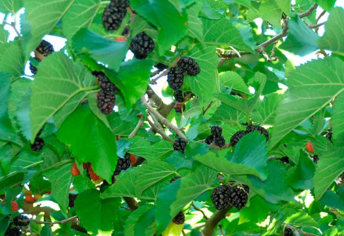 Mulberry negru (Morus nigra)