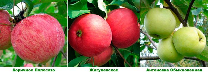 Äppelträdvarianter för Moskva-regionen