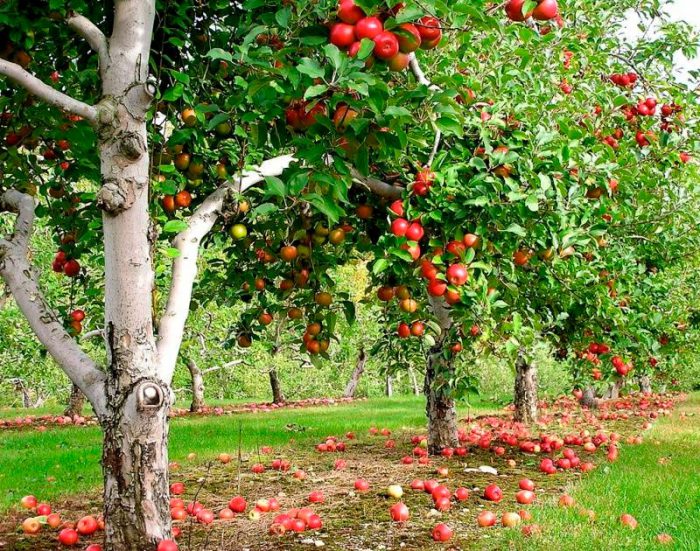 Features of the apple tree
