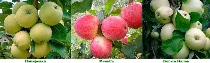 Az almafák korai fajtái