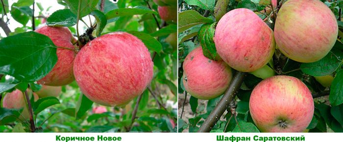 Average varieties of apple trees