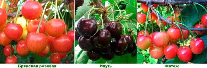 Cherry varieties for the Moscow region
