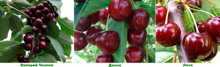 Early varieties of cherries
