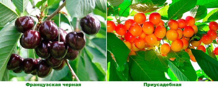 Medium ripening varieties